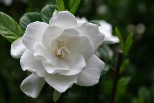 gardenia bianca