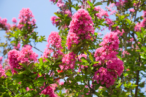 lagerstroemia