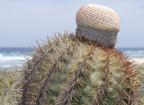 melocactus