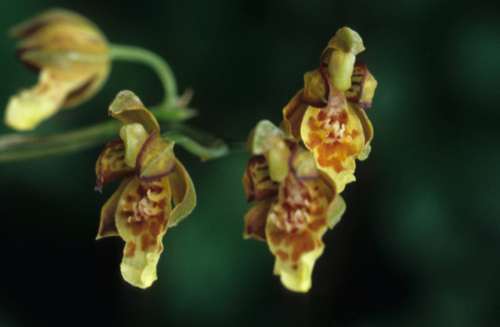 orchidea Leochilus