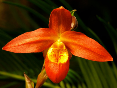 orchidea Phragmipedium