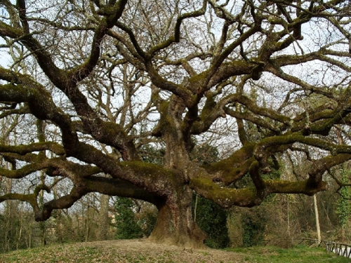 quercia-delle-streghe