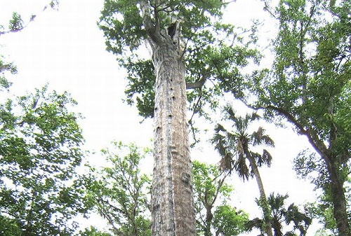 quinto albero più vecchio del mondo