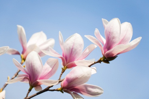 Significato dei fiori: la magnolia