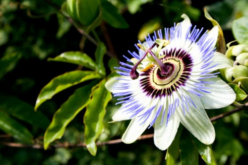 significato fiori passiflora