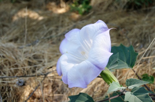 significato dei fiori