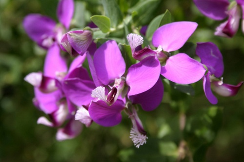 polygala