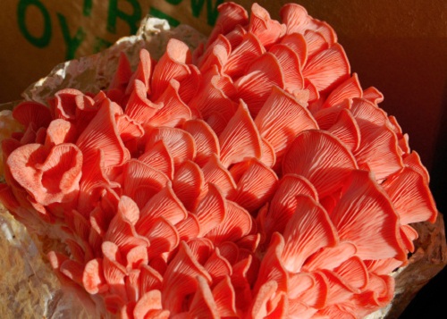 pink oyster mushroom plerotus