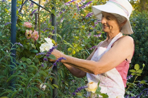 lavori febbraio trapianti talee giardino