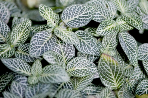 fittonia