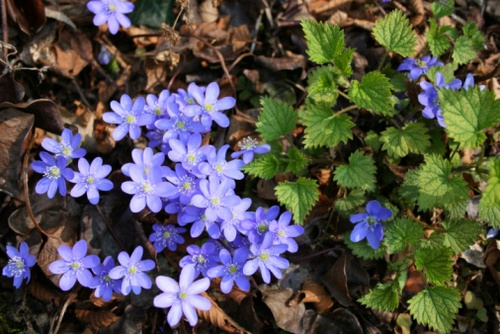 hepatica nobilis