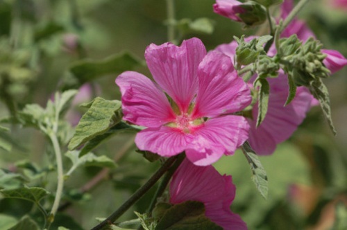 significato fiori malva