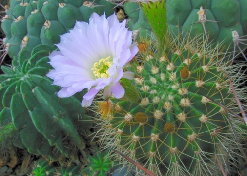 Acanthocalycium