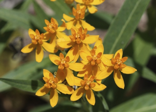 Asclepias curassavica