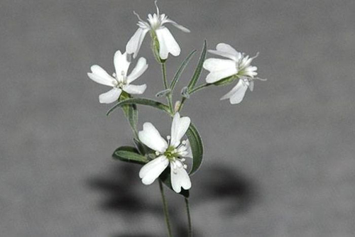 Silene stenophylla