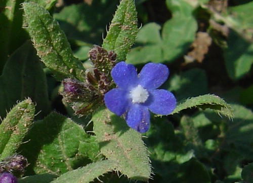 anchusa azurea