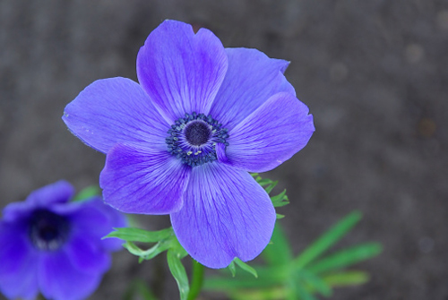 anemone blu