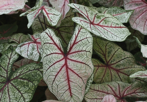 caladium bicolor