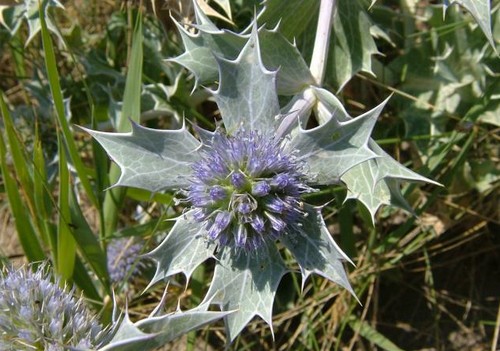 eringium maritimum