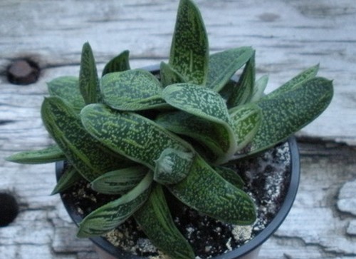 gasteria maculata