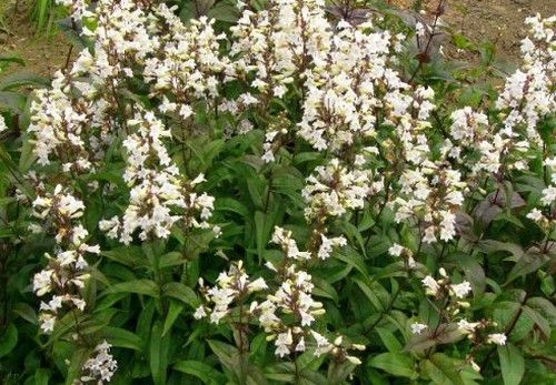 penstemon digitalis