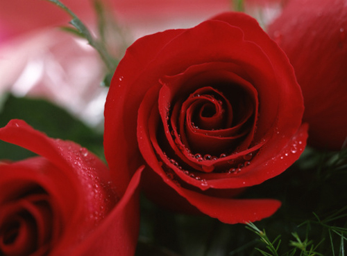 San Valentino, i fiori simbolo di amore passionale