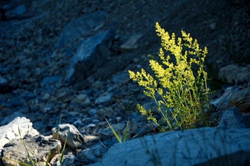 significato fiori assenzio