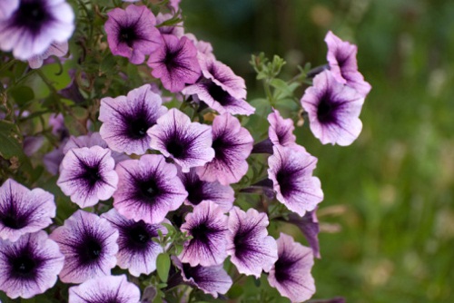 significato fiori petunia