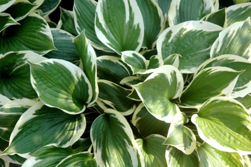 Aglaonema