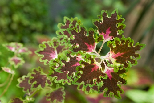 coleus forskohlii fitoterapia