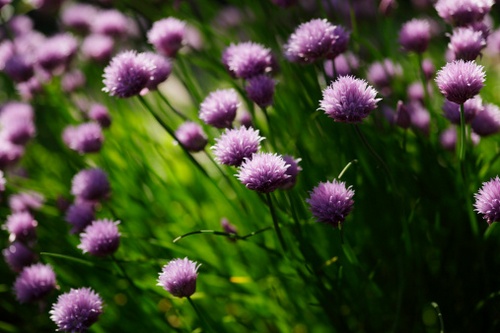 allium schoenoprasum