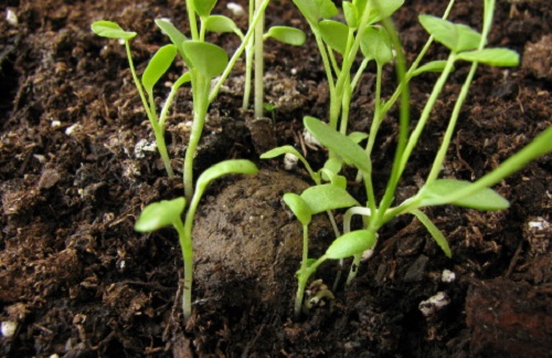 Tecniche colturali: la semina sotto vetro