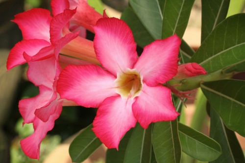 adenium