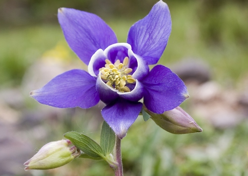 aquilegia vulgaris