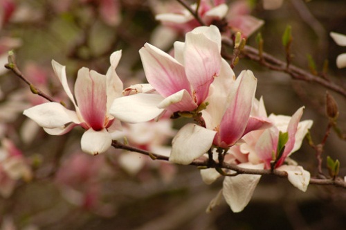 Piante d'appartamento: coltivare la magnolia in vaso