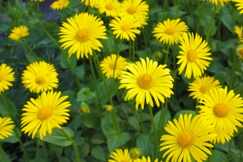 Doronicum