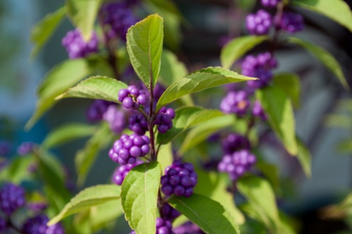 callicarpa