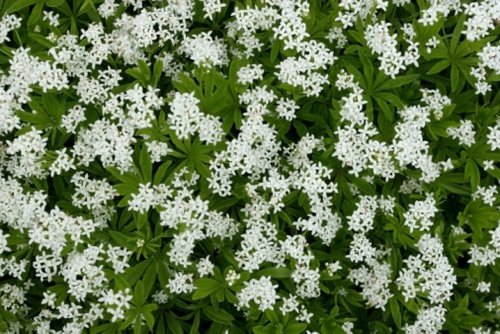 asperula