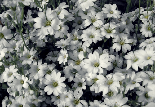 cerastium