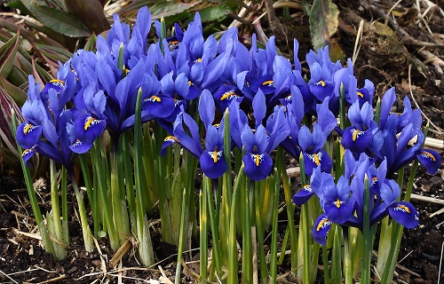 piante balcone iris nani