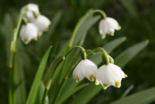 Leucojum vernum