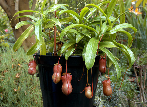 Nepenthes