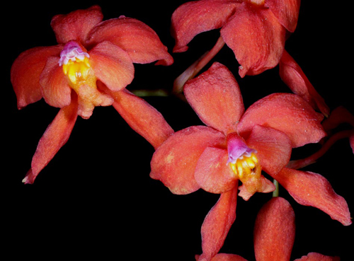 L'orchidea Cochlioda