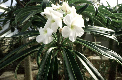 Pachypodium