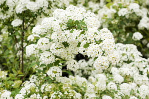 Spirea Olmaria