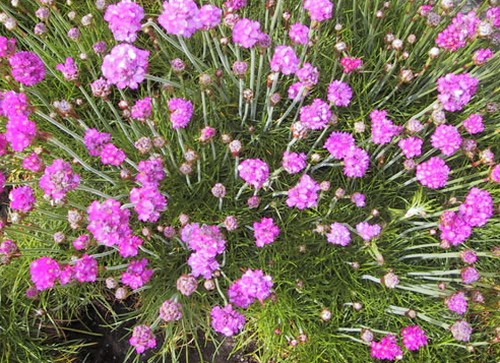 armeria marittima