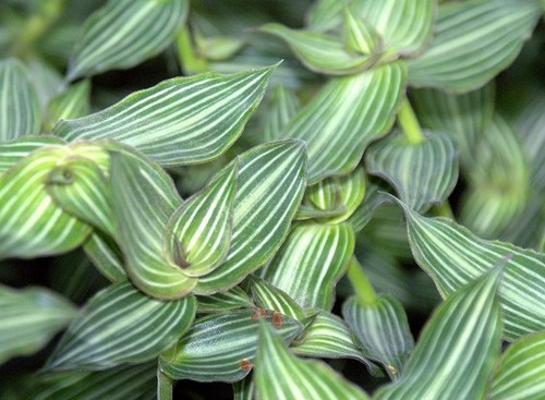 callisia elegans