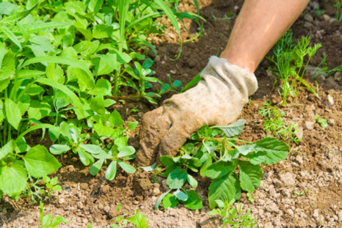 eliminare-erbe-infestanti-metodi-naturali