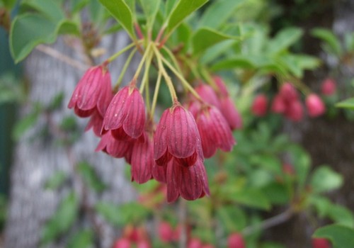 enkianthus