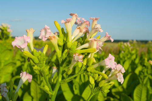 nicotiana